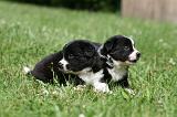 BORDER COLLIE 1319